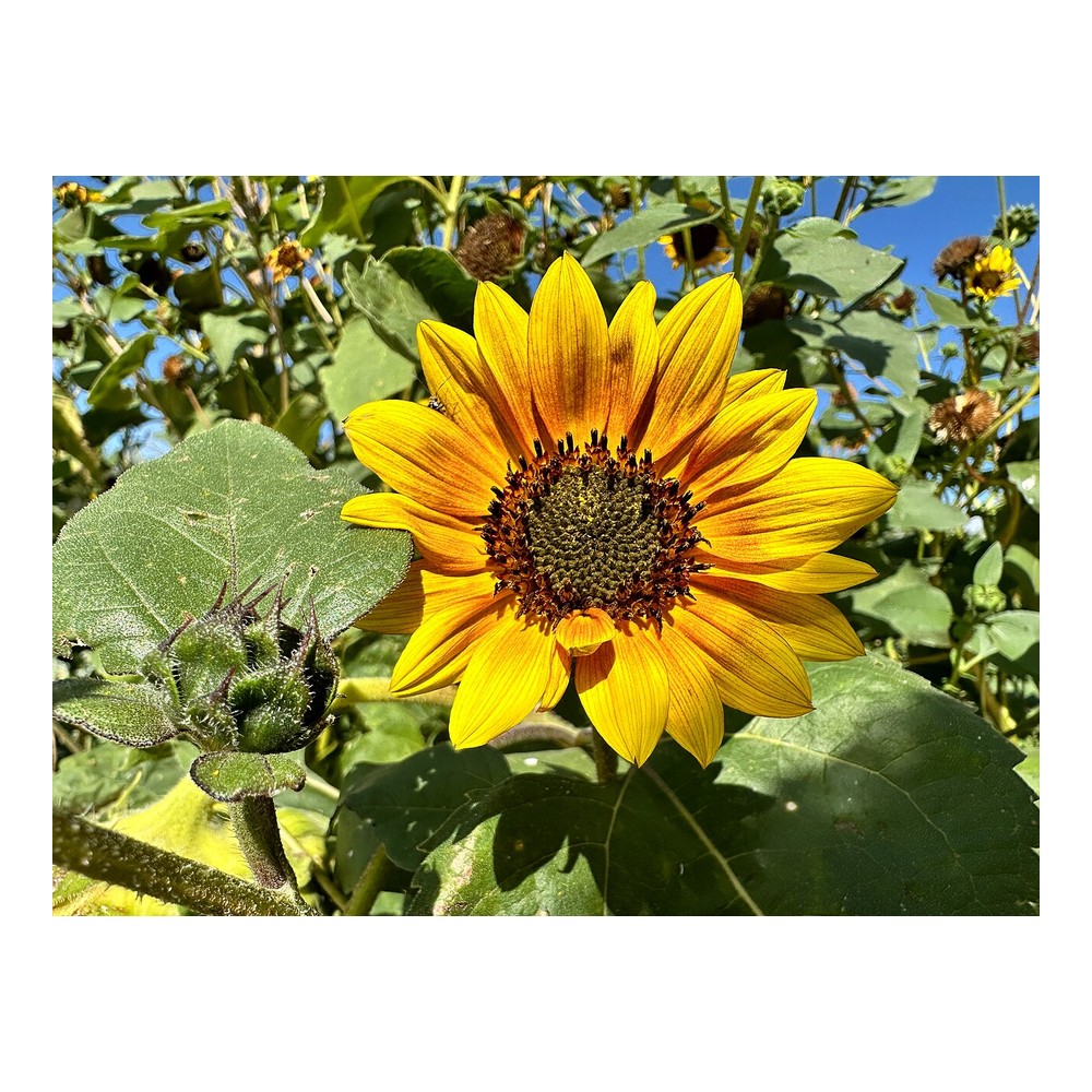Sunflower