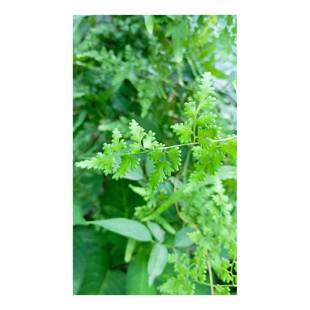 Fern Frond