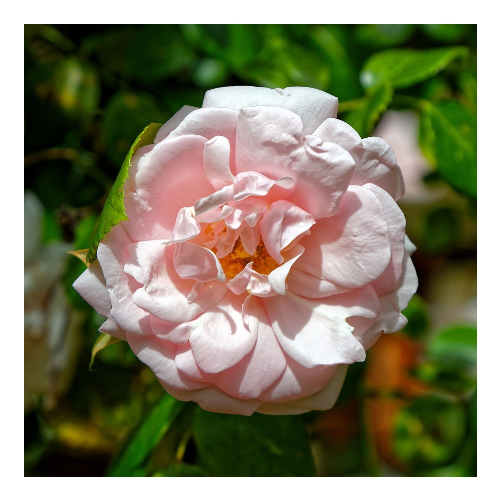 Pink Rose