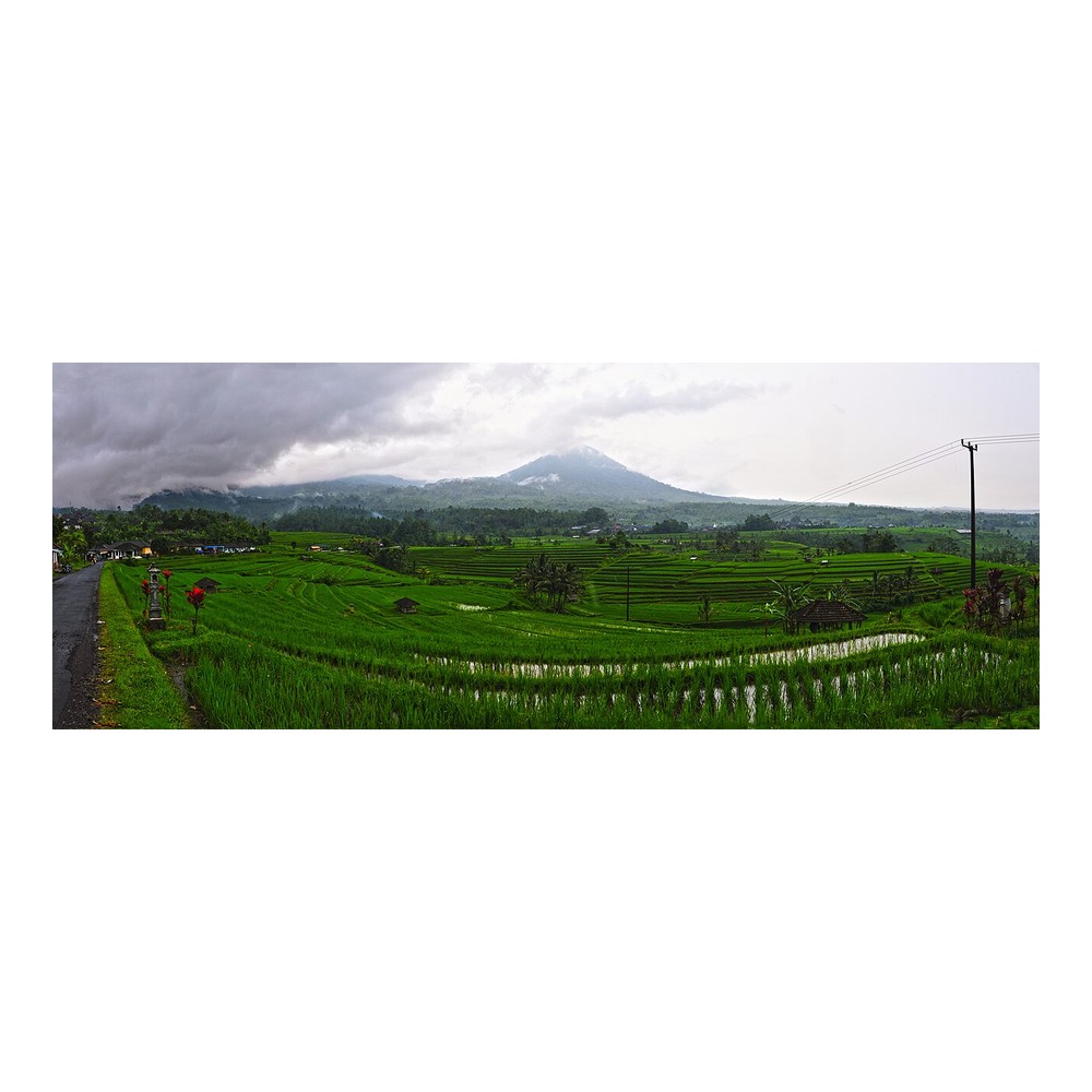 Rice Terraces