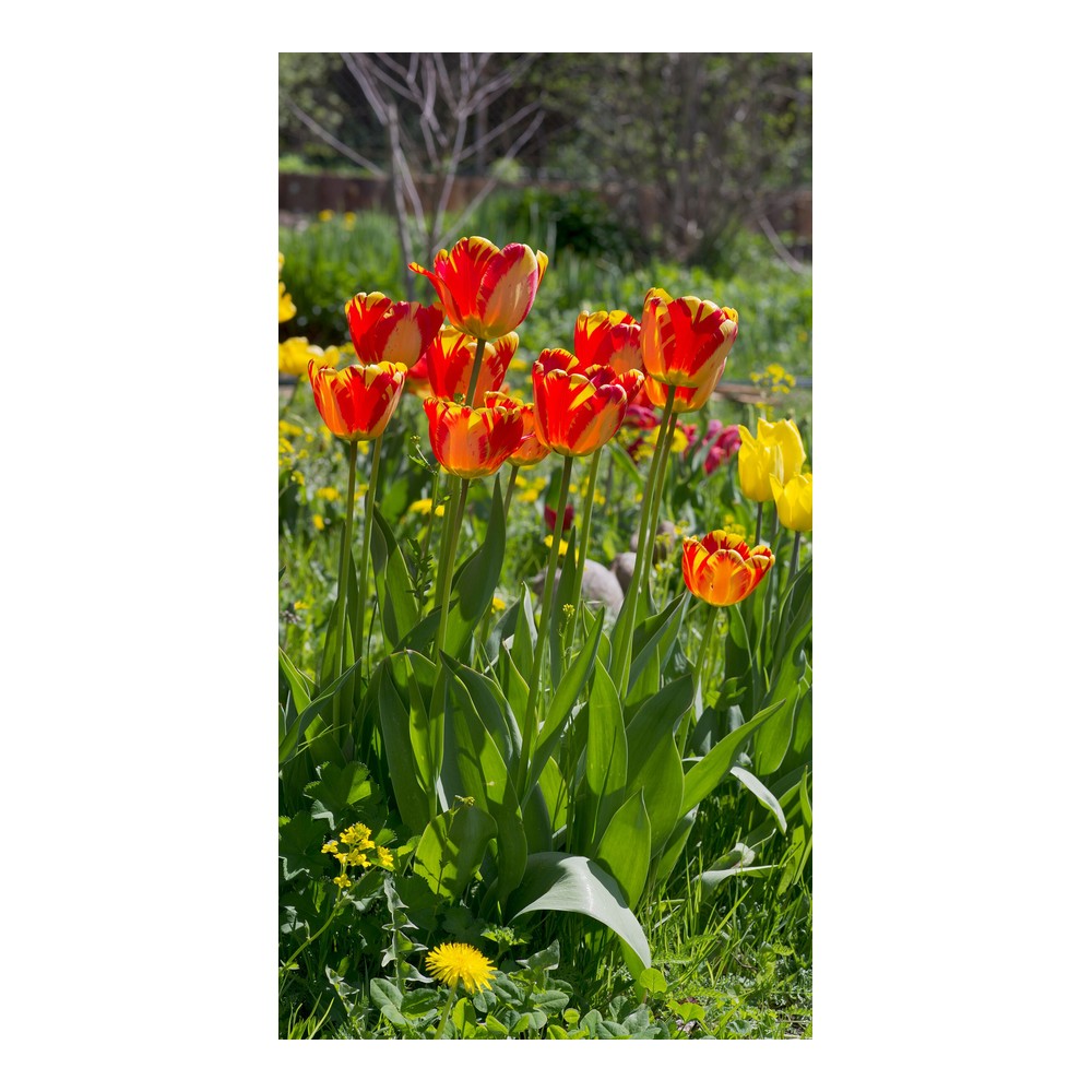 Tulip