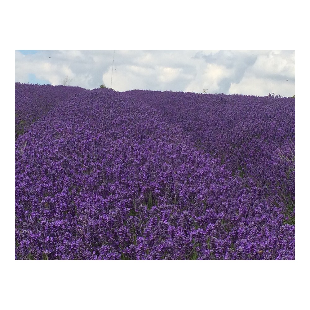 Lavender Field