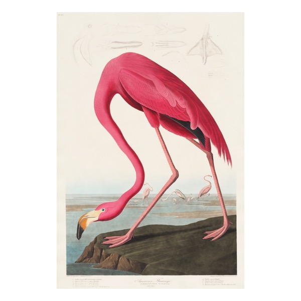 Pink Flamingo